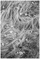 Close-up of autumn grasses and fallen leaves. Pinnacles National Park ( black and white)