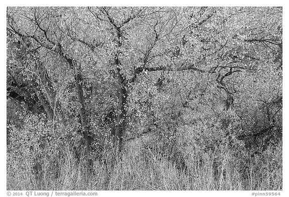 Cottonwoods in fall colors along Chalone Creek. Pinnacles National Park (black and white)