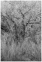 Shrubs and cottonwoods in autumn. Pinnacles National Park ( black and white)