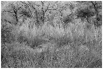 Shrubs and trees in autumn. Pinnacles National Park ( black and white)
