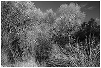 Shrubs and trees in autumn against blue sky, Bear Valley. Pinnacles National Park ( black and white)