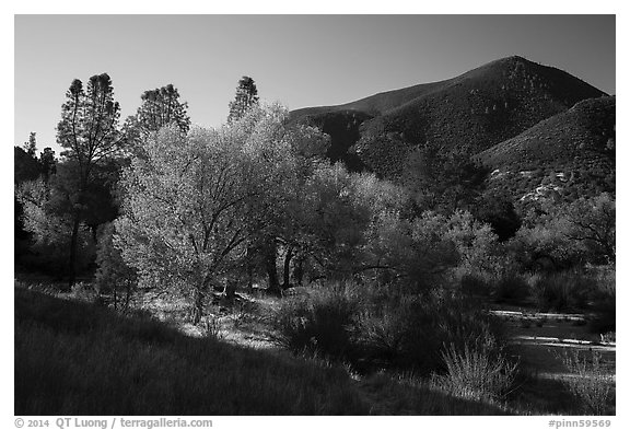 Trees and hill, early autumn morning. Pinnacles National Park (black and white)
