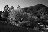 Trees and hill, early autumn morning. Pinnacles National Park ( black and white)