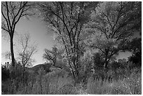 Autumn landscape with brighly colored trees. Pinnacles National Park ( black and white)