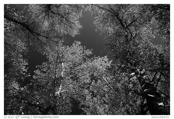 Looking up trees in autumn foliage. Pinnacles National Park (black and white)