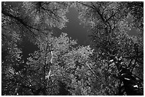 Looking up trees in autumn foliage. Pinnacles National Park ( black and white)