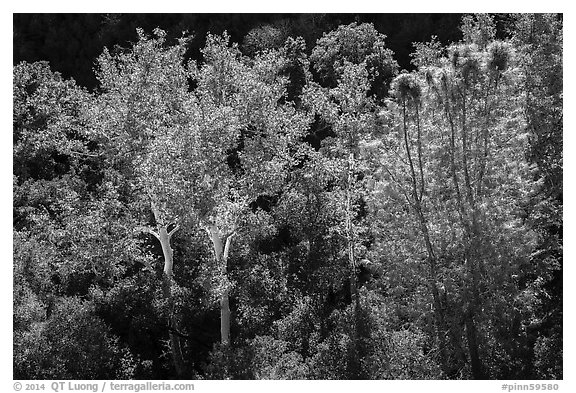 Sycamores and evergreens in autumn along Bear Gulch. Pinnacles National Park (black and white)