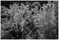 Sycamores and evergreens in autumn along Bear Gulch. Pinnacles National Park ( black and white)