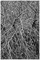 Close-up of Buckeye bare branches in autumn. Pinnacles National Park ( black and white)