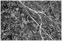 Ground view with Buckeye branches and fallen nuts. Pinnacles National Park ( black and white)