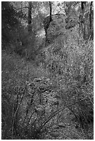 Shrubs and rocks along Dry Chalone Creek bed in autumn. Pinnacles National Park ( black and white)