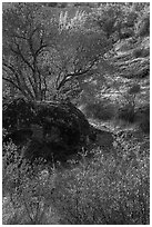 Rock and autumn foliage color along Chalone Creek. Pinnacles National Park ( black and white)