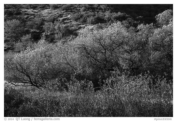 Fall foliage on creek and hill near Balconies. Pinnacles National Park (black and white)