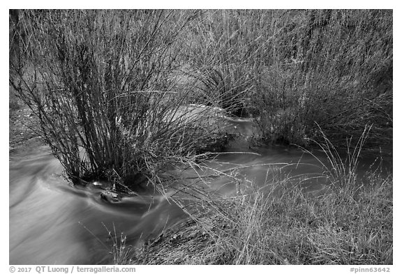 Chalone Creek flowing through reeds. Pinnacles National Park (black and white)