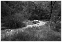 Chalone Creek in winter. Pinnacles National Park ( black and white)