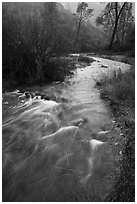 Chalone Creek flowing fast on rainy day. Pinnacles National Park ( black and white)