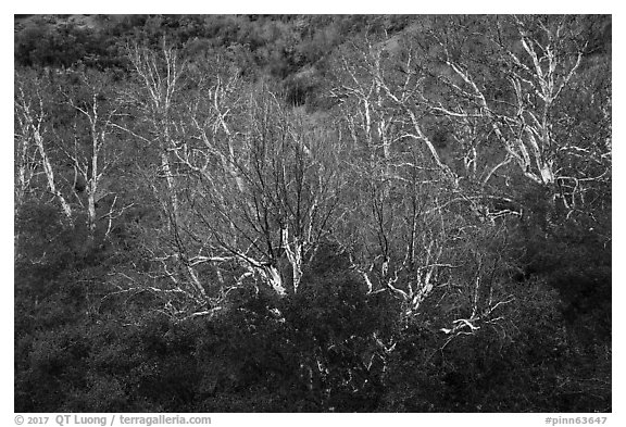 Sycamores in winter, Bear Gulch. Pinnacles National Park (black and white)