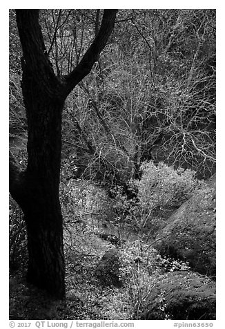 Forest in late winter and Bear Creek. Pinnacles National Park (black and white)
