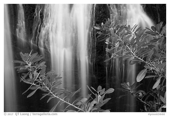 Leaves and Bear Gulch Reservoir waterfall. Pinnacles National Park (black and white)