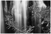 Leaves and Bear Gulch Reservoir waterfall. Pinnacles National Park ( black and white)