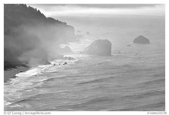 Morning mist on coast. Redwood National Park (black and white)
