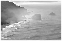 Morning mist on coast. Redwood National Park ( black and white)