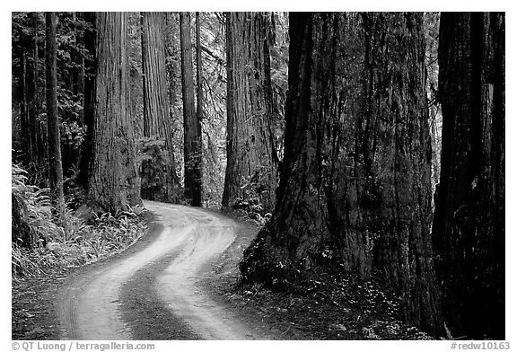 Twisting Howland Hill Road, Jedediah Smith Redwoods State Park. Redwood National Park (black and white)