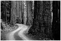 Twisting Howland Hill Road, Jedediah Smith Redwoods. Redwood National Park, California, USA. (black and white)