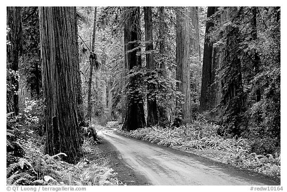 Gravel road, Howland Hill, Jedediah Smith Redwoods State Park. Redwood National Park (black and white)