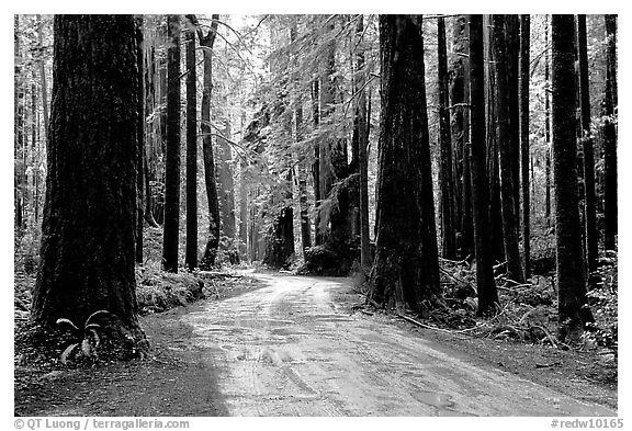 Back rood amongst redwood trees, Howland Hill, Jedediah Smith Redwoods State Park. Redwood National Park (black and white)