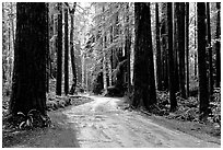 Back rood amongst redwood trees, Howland Hill, Jedediah Smith Redwoods. Redwood National Park, California, USA. (black and white)