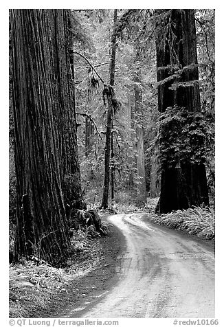 Winding Howland Hill Road, Jedediah Smith Redwoods State Park. Redwood National Park (black and white)