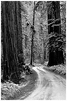 Winding Howland Hill Road, Jedediah Smith Redwoods State Park. Redwood National Park ( black and white)