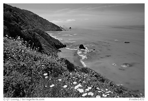 Wildflowers and Enderts Beach. Redwood National Park (black and white)