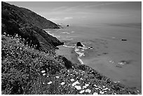 Wildflowers and Enderts Beach. Redwood National Park ( black and white)