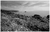 Wildflowers and Ocean, Del Norte Coast Redwoods State Park. Redwood National Park ( black and white)