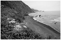 Coastline with black sand beach and wildflowers, Del Norte Coast Redwoods State Park. Redwood National Park ( black and white)
