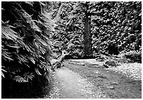 Fern Canyon with Fern-covered walls, Prairie Creek Redwoods State Park. Redwood National Park ( black and white)