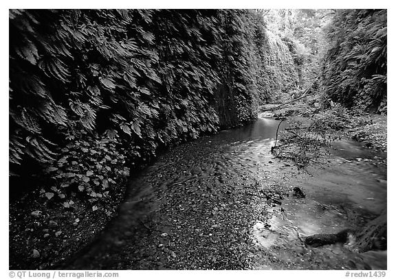 Fern-covered walls, Fern Canyon, Prairie Creek Redwoods State Park. Redwood National Park (black and white)