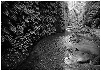 Fern-covered walls, Fern Canyon. Redwood National Park, California, USA. (black and white)