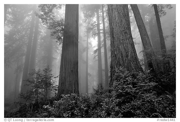 Looking up tall coast redwoods (Sequoia sempervirens) in fog, Del Norte Redwoods State Park. Redwood National Park (black and white)