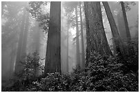 Looking up tall coast redwoods (Sequoia sempervirens) in fog. Redwood National Park, California, USA. (black and white)