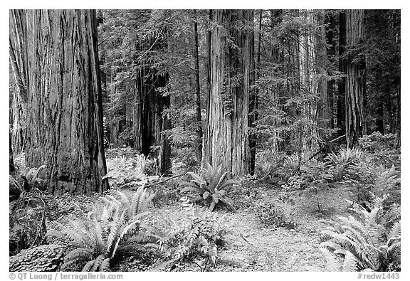 Ferns, redwoods, Del Norte Redwoods State Park. Redwood National Park (black and white)