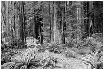 Ferns, redwoods, Del Norte Redwoods State Park. Redwood National Park ( black and white)