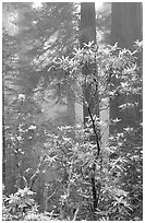 Rododendrons, coast redwoods, and fog, Del Norte Redwoods State Park. Redwood National Park ( black and white)