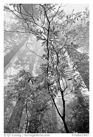 Looking upwards redwood forest in fog through rododendrons, Del Norte. Redwood National Park, California, USA.