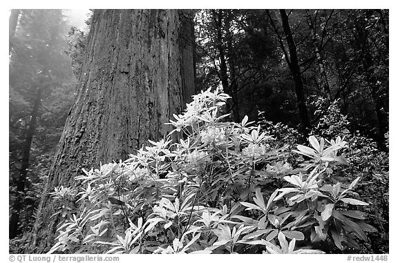 Rododendrons in bloom and thick redwood tree, Del Norte. Redwood National Park, California, USA.