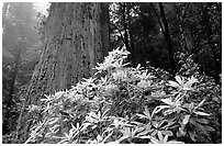 Rododendrons in bloom and thick redwood tree, Del Norte. Redwood National Park, California, USA. (black and white)
