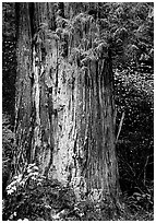 Redwood trunk (scientific name: sequoia sempervirens). Redwood National Park, California, USA. (black and white)