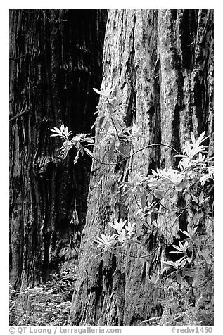 Redwood trunk and rododendron. Redwood National Park (black and white)